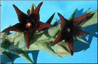 Orbea semitubiflora